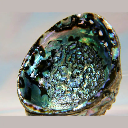 Abalone Shell