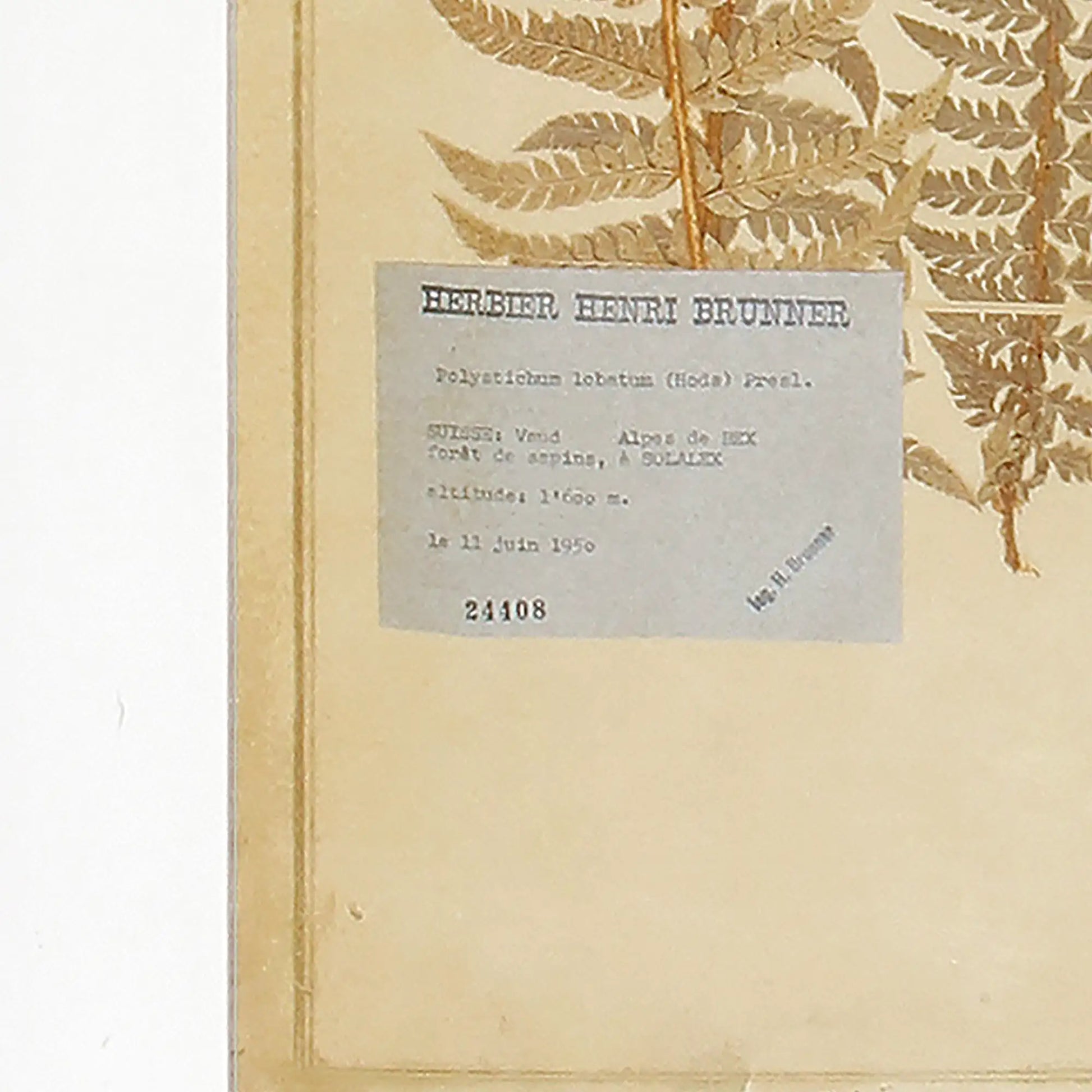FRAMED VINTAGE FERN PRINTS, SET OF 8 - view 4