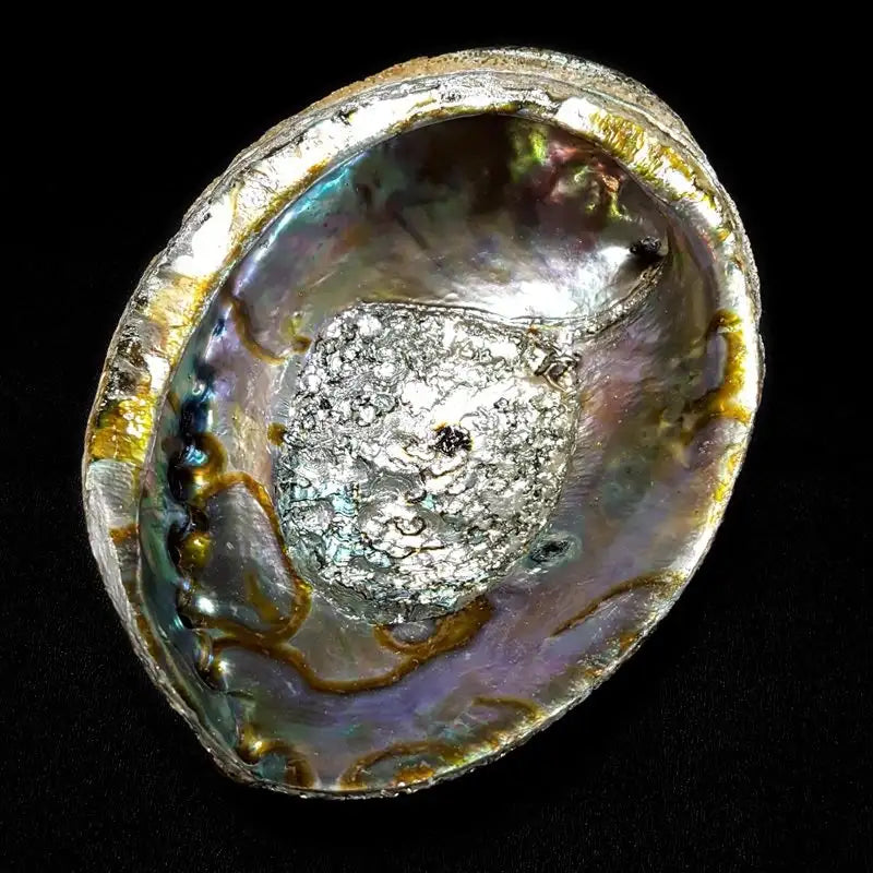 Abalone Shell