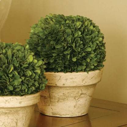 BOXWOOD BALL IN POT LARGE - view 2