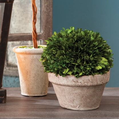 BOXWOOD BALL IN POT MEDIUM - view 4
