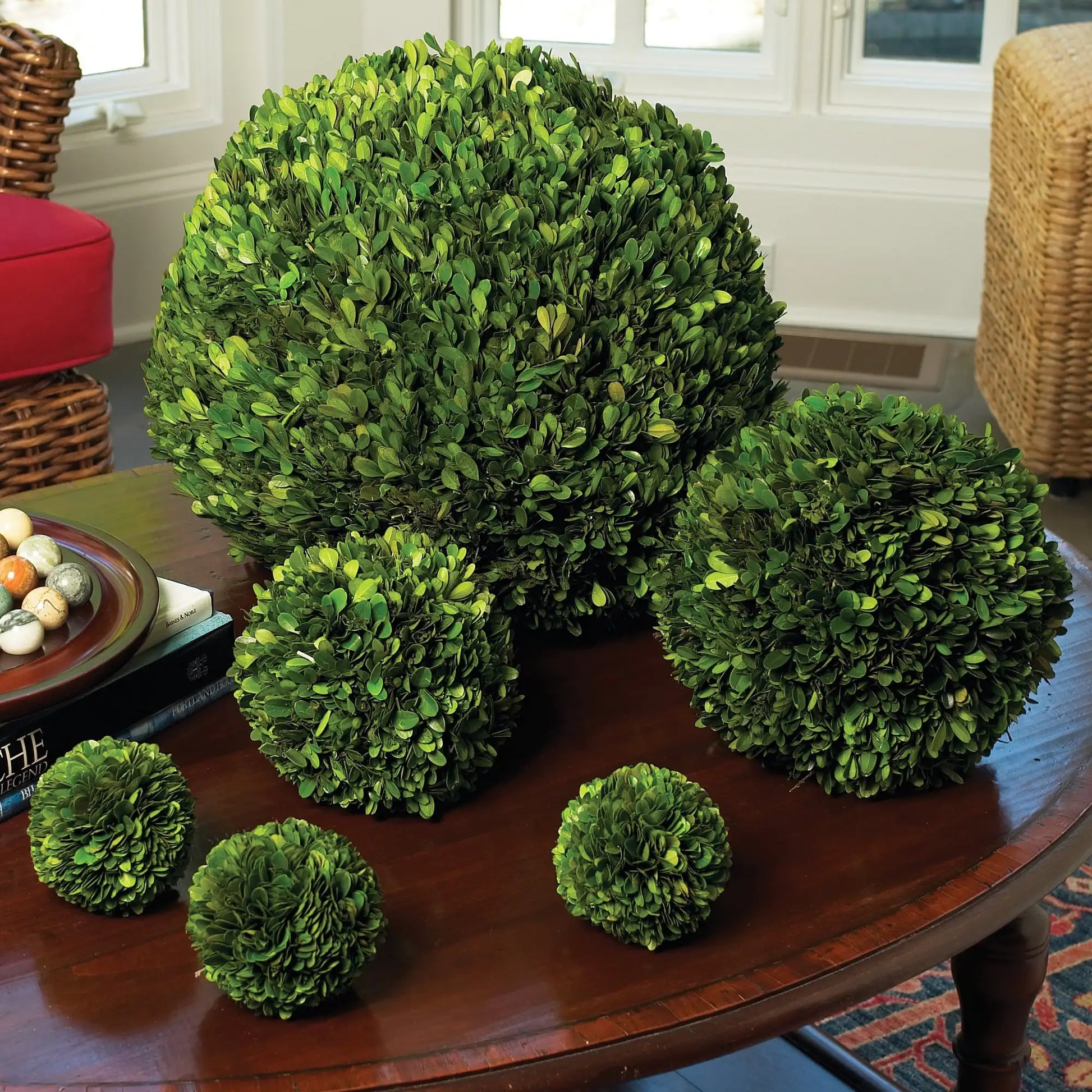 BOXWOOD BALL 16" - view 2