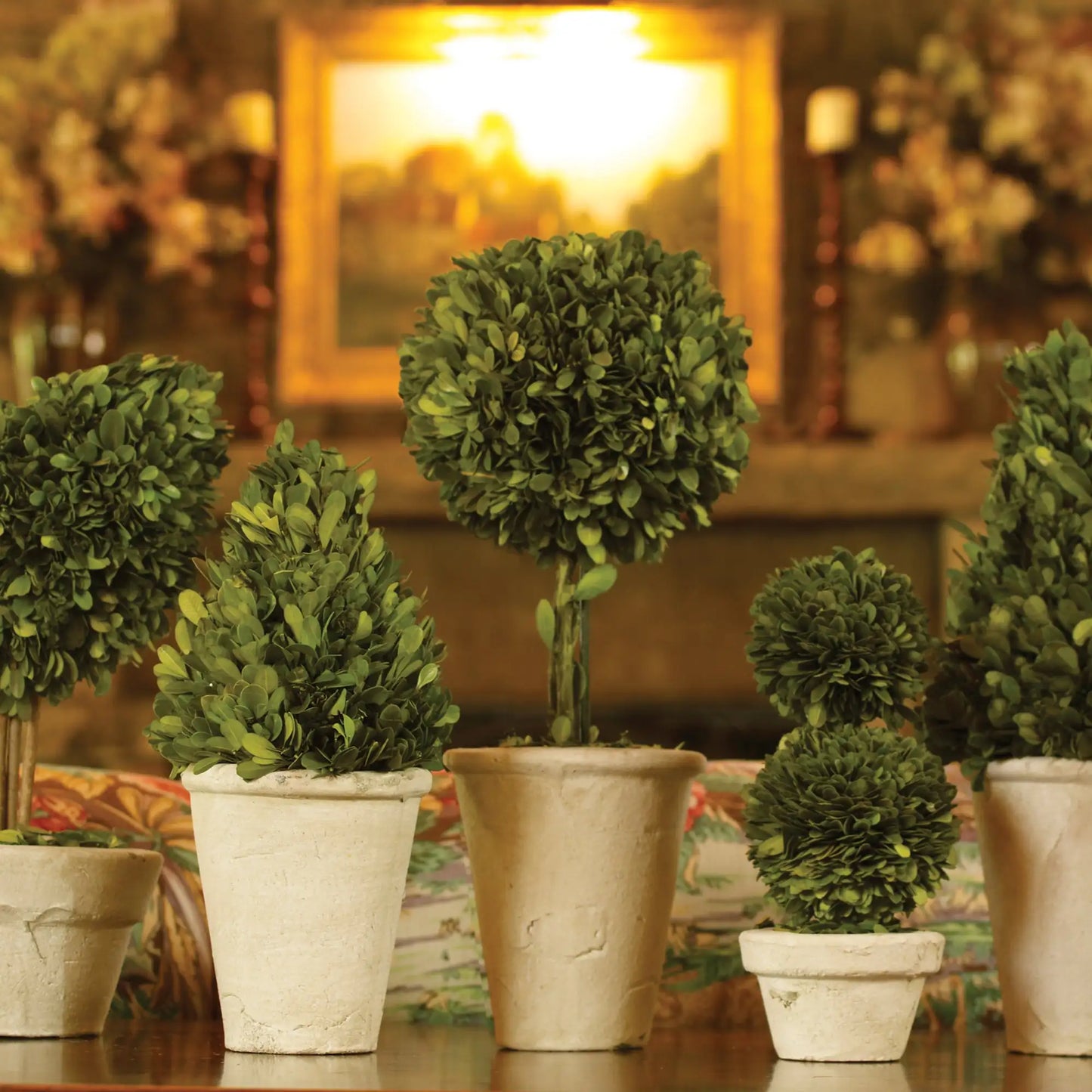 BOXWOOD TOPIARIES IN POTS, SET OF 8 - view 2