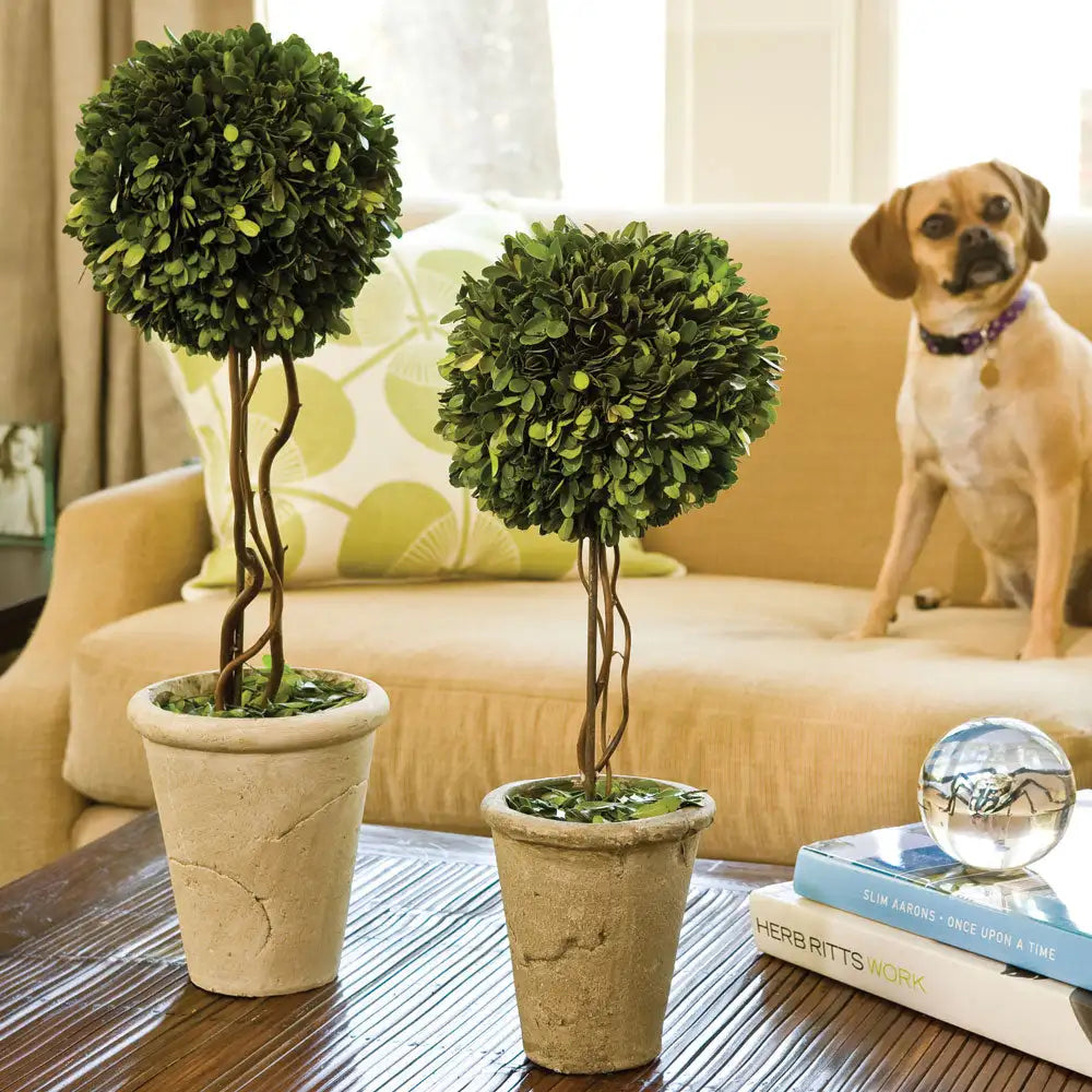 BOXWOOD SINGLE SPHERE TOPIARY 23.25" - view 2
