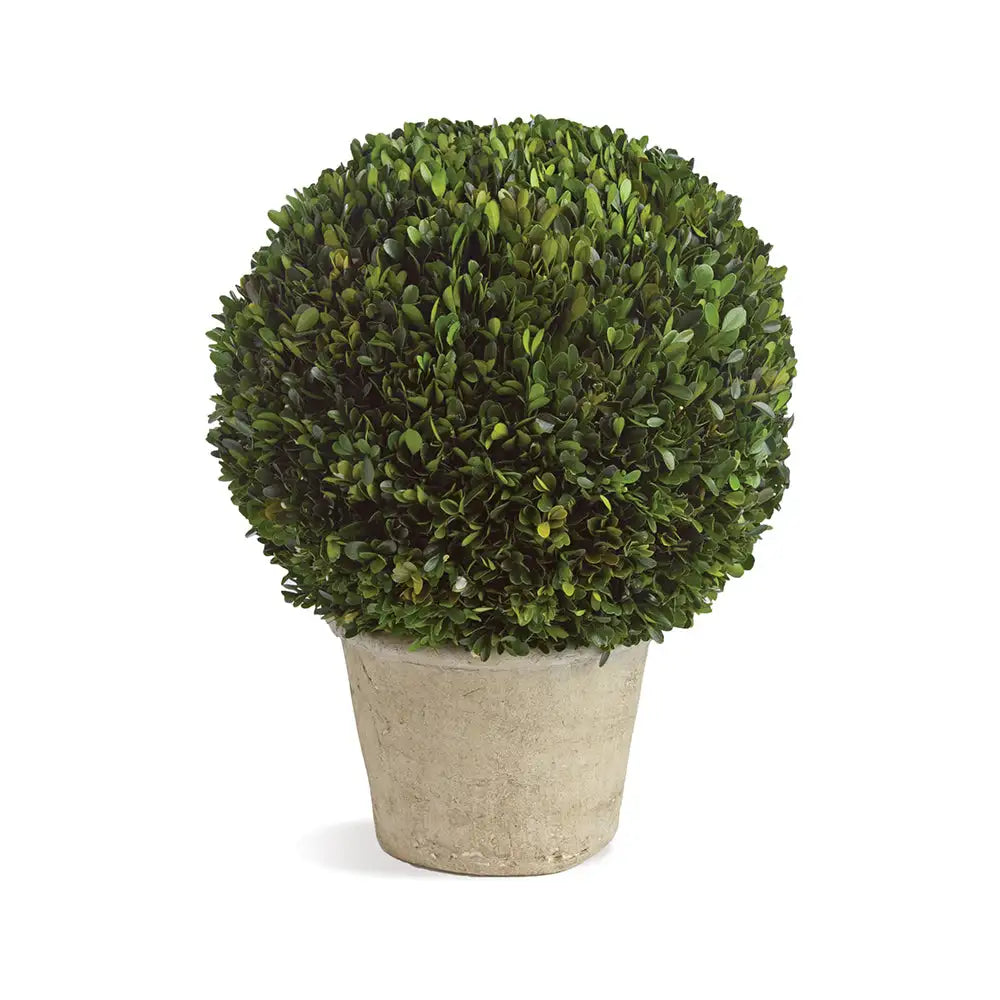 BOXWOOD 12" BALL IN POT