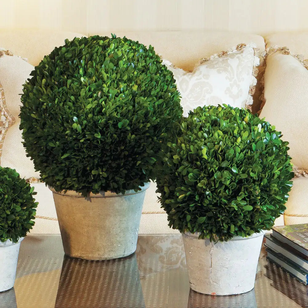 BOXWOOD 12" BALL IN POT - view 2