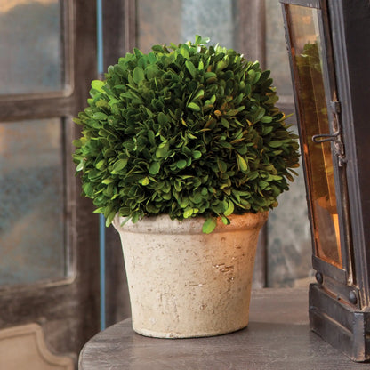 BOXWOOD 8" BALL IN POT - view 2
