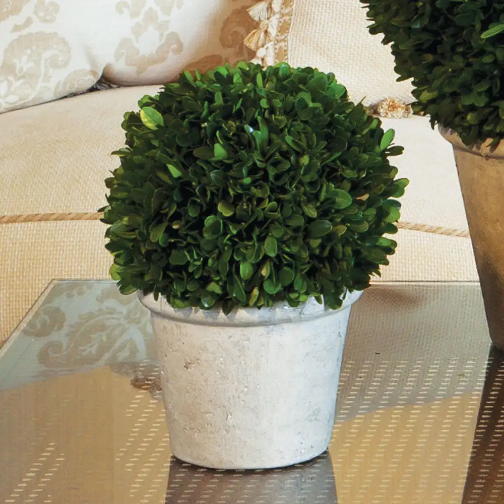 BOXWOOD 8" BALL IN POT - view 3