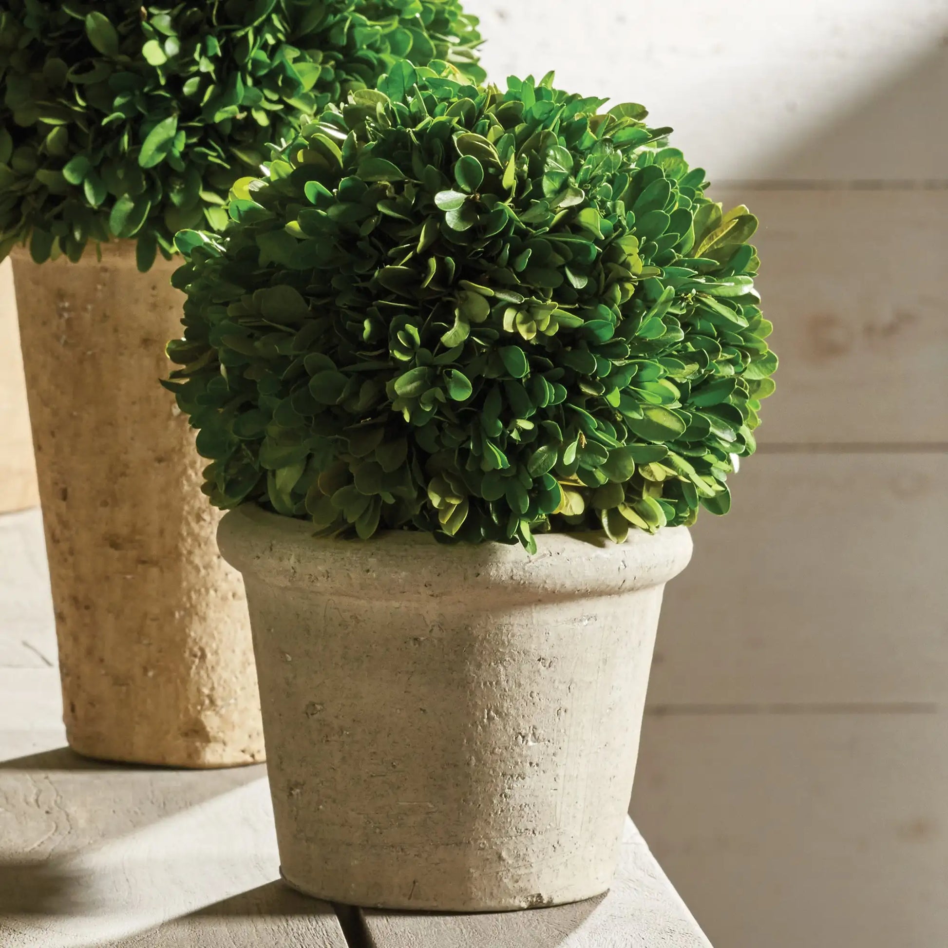 BOXWOOD 8" BALL IN POT - view 4