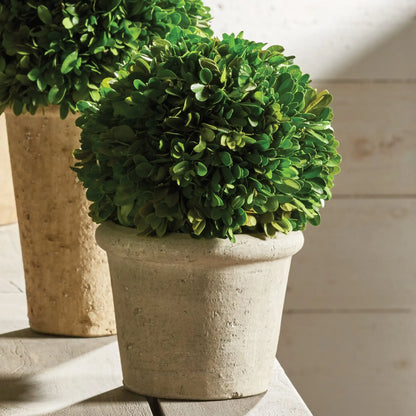 BOXWOOD 8" BALL IN POT - view 4