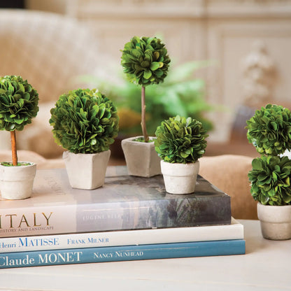 BOXWOOD MINI TOPIARIES IN POTS, SET OF 5 - view 2
