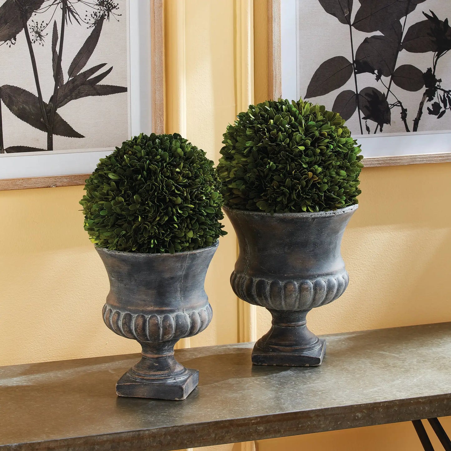 BOXWOOD BALL 12" - view 2