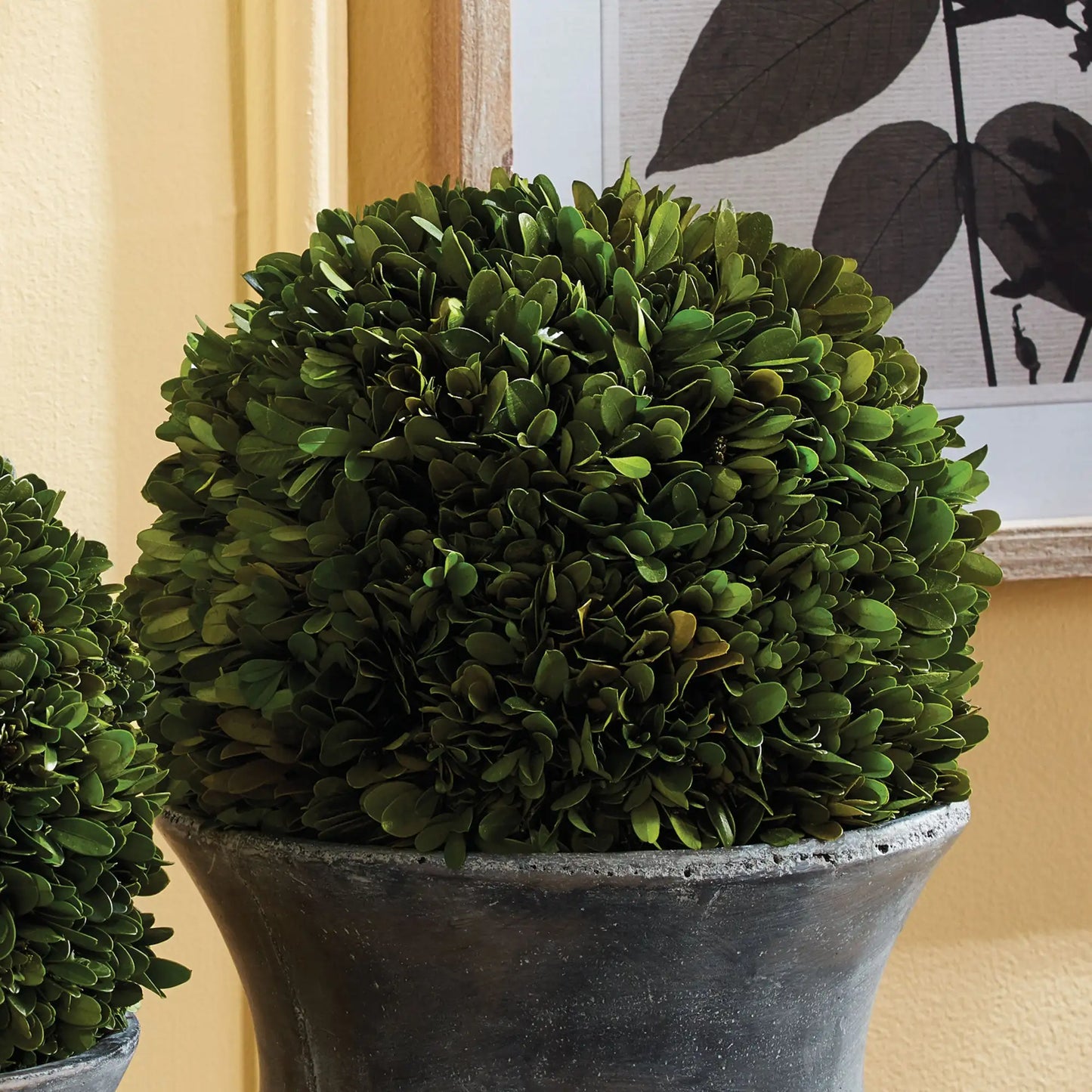 BOXWOOD BALL 12" - view 3