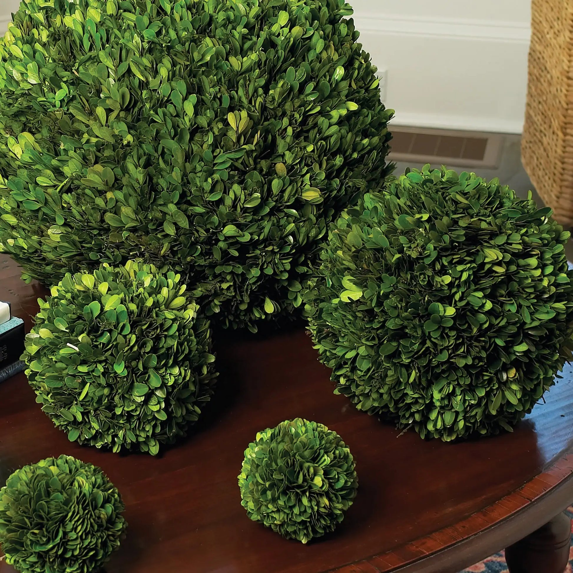BOXWOOD BALL 12" - view 4