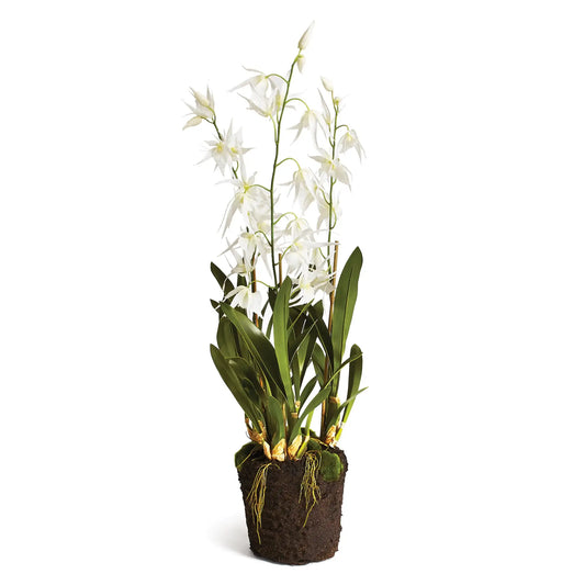 SPIDER ORCHID DROP-IN 44"