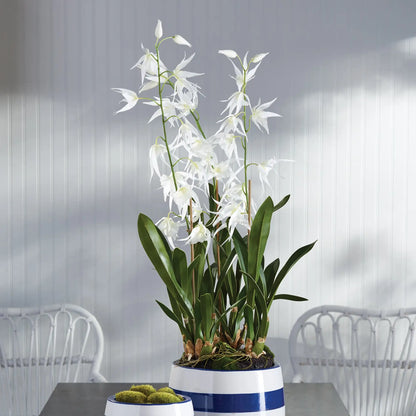SPIDER ORCHID DROP-IN 44" - view 2