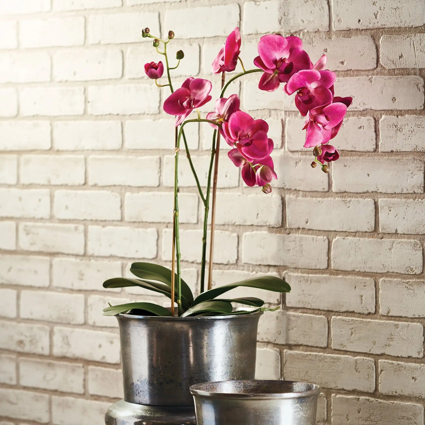 PHALAENOPSIS X 2 DROP-IN 29" - view 2