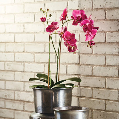 PHALAENOPSIS X 2 DROP-IN 29" - view 2