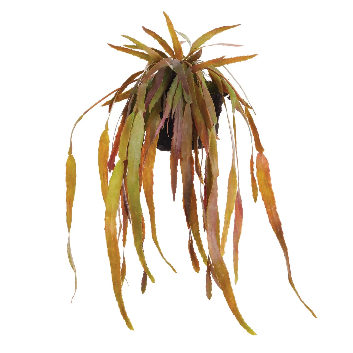 RHIPSALIS DROP-IN 23"