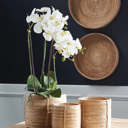 PHALAENOPSIS ORCHID DROP-IN 30" - view 3
