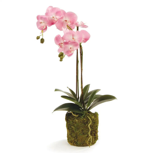 PHALAENOPSIS ORCHID DROP-IN 23"