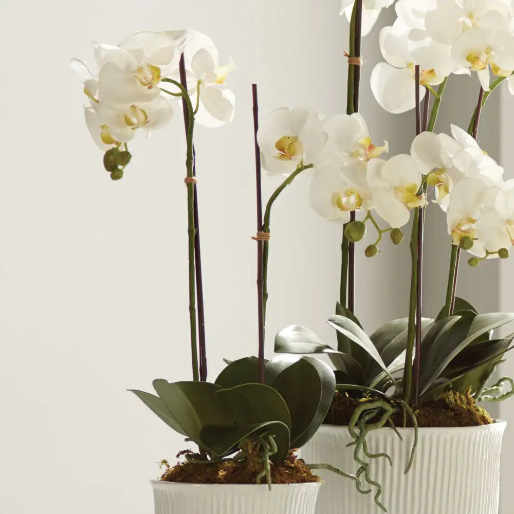 PHALAENOPSIS ORCHID DROP-IN 23" - view 2