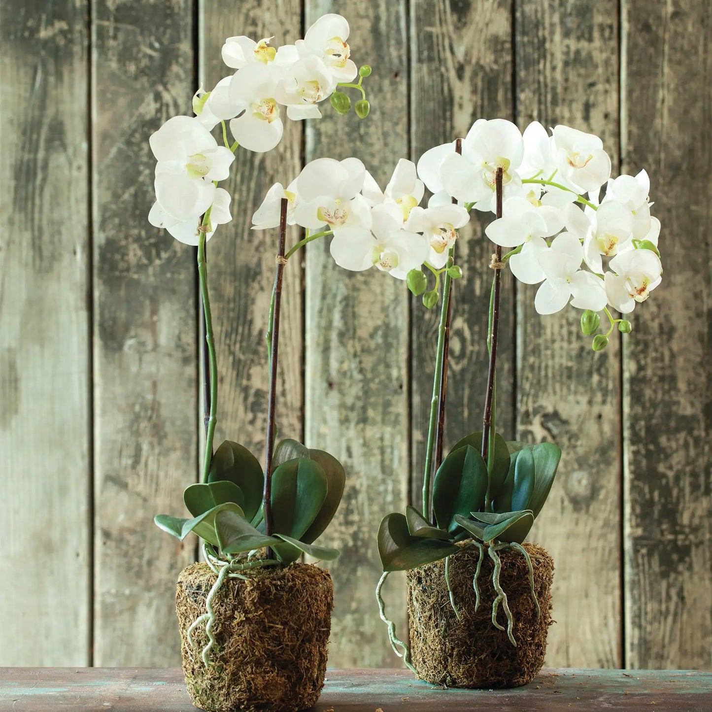 PHALAENOPSIS ORCHID DROP-IN 23" - view 3