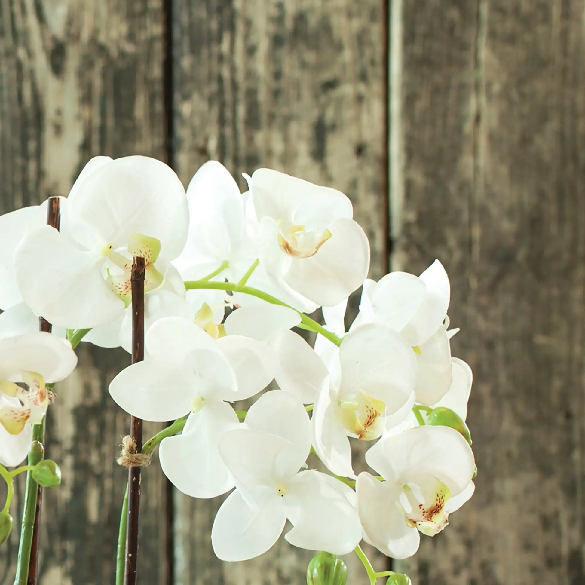 PHALAENOPSIS ORCHID DROP-IN 23" - view 4