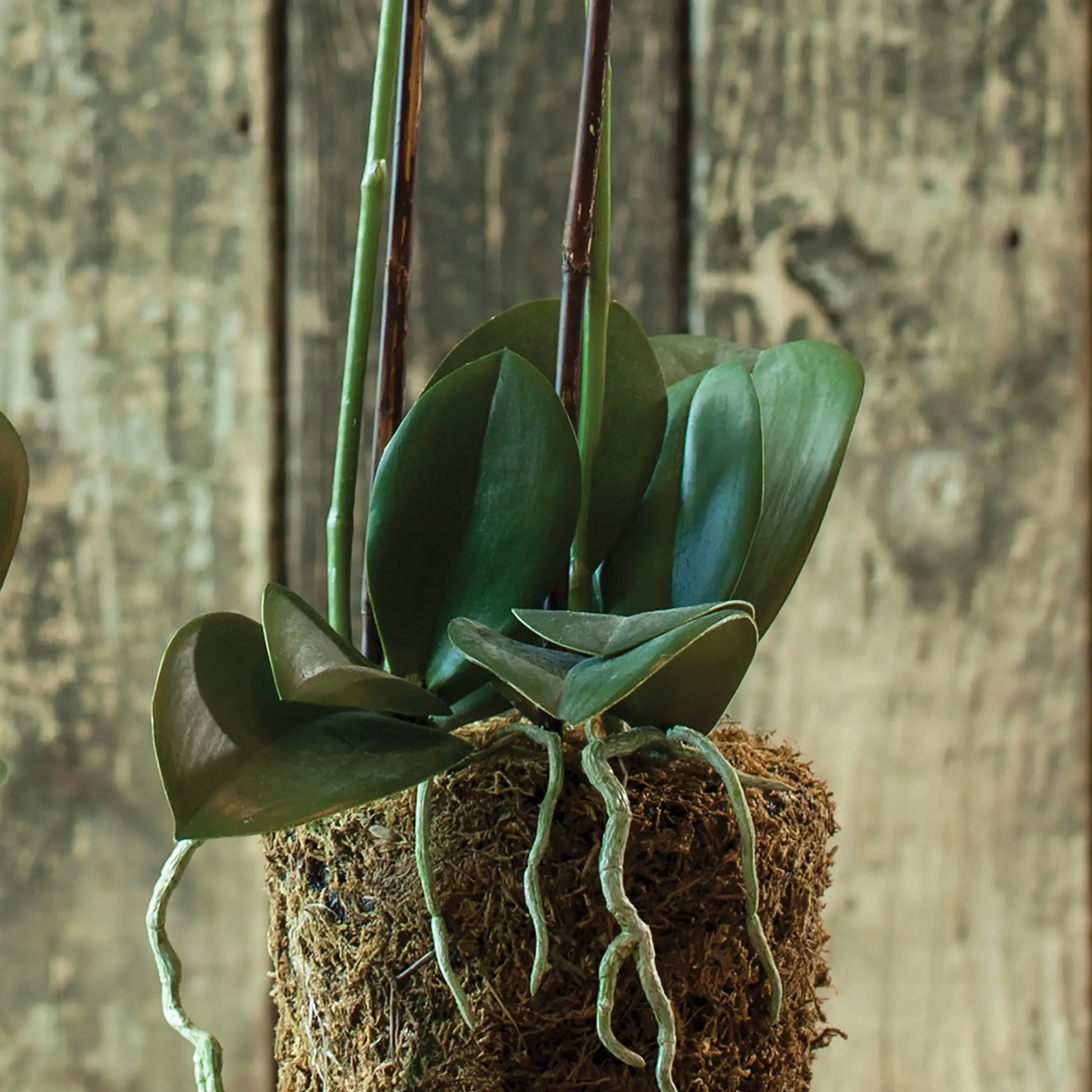 PHALAENOPSIS ORCHID DROP-IN 23" - view 5