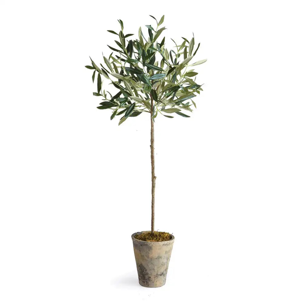 OLIVE TREE POTTED 30"