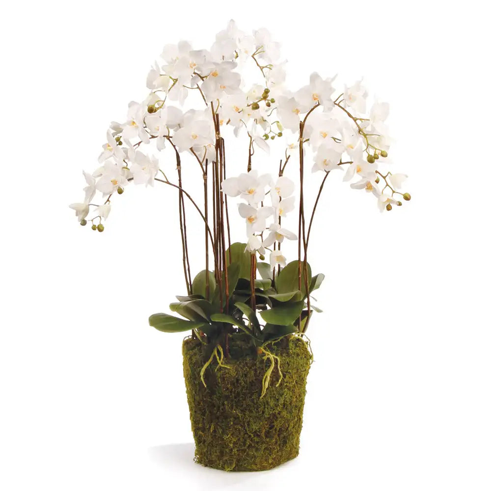 PHALAENOPSIS ORCHID DROP-IN 36"