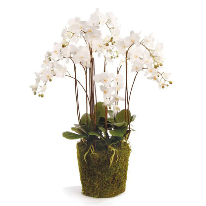 PHALAENOPSIS ORCHID DROP-IN 36"