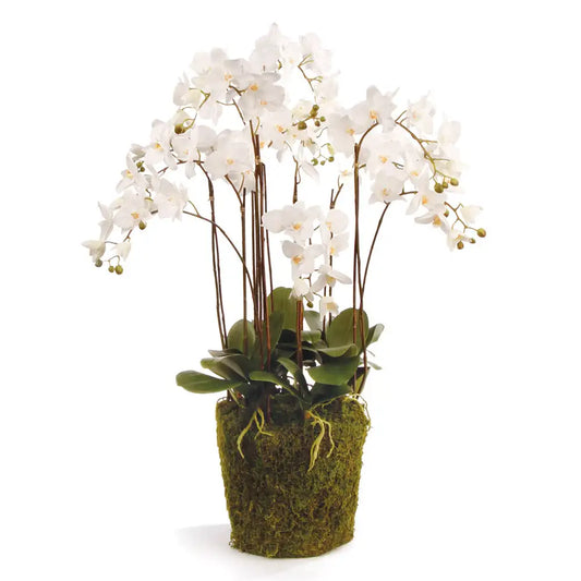 PHALAENOPSIS ORCHID DROP-IN 36"