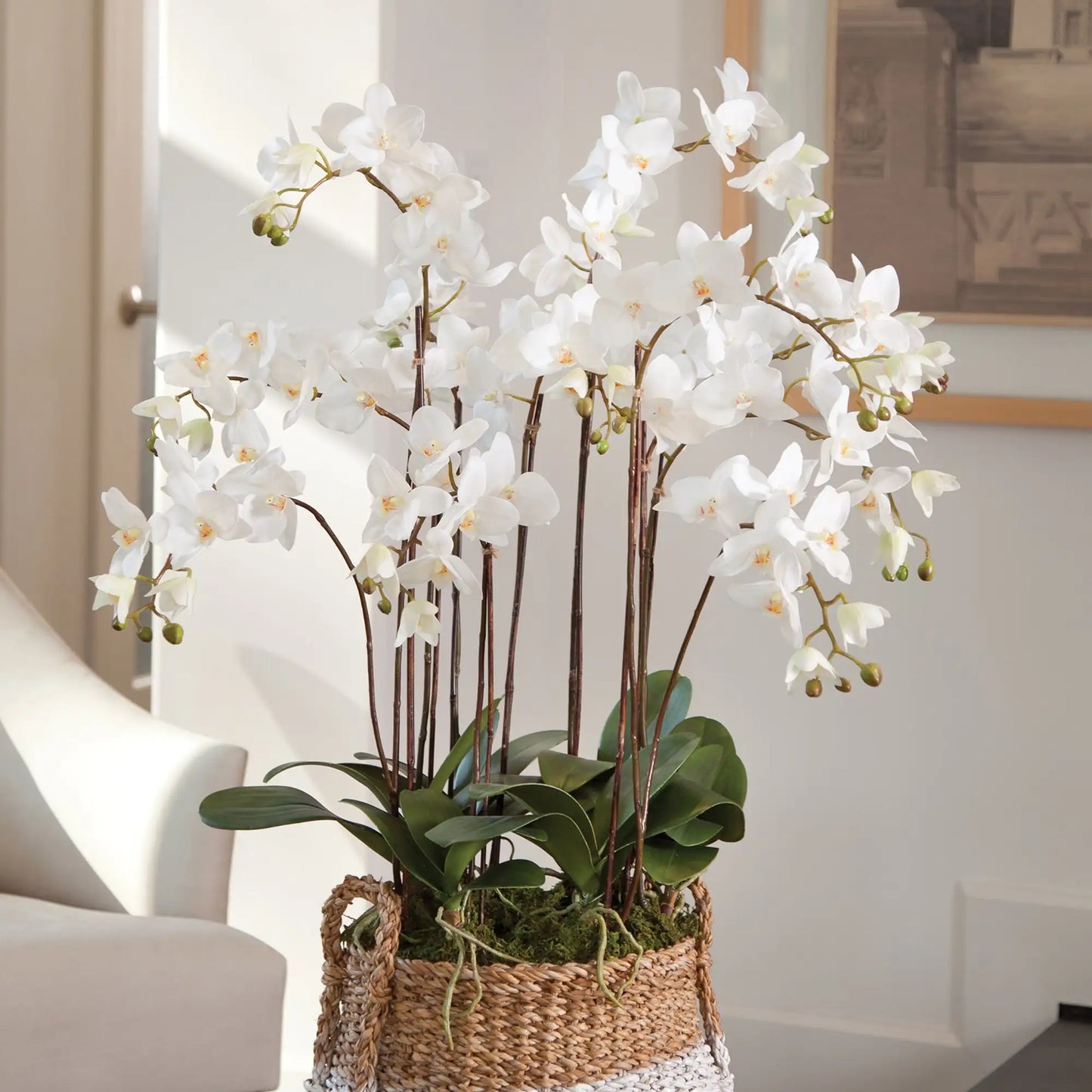 PHALAENOPSIS ORCHID DROP-IN 36" - view 2