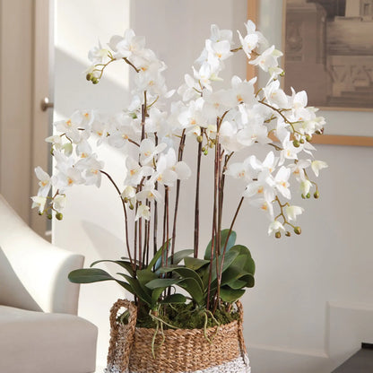 PHALAENOPSIS ORCHID DROP-IN 36" - view 2