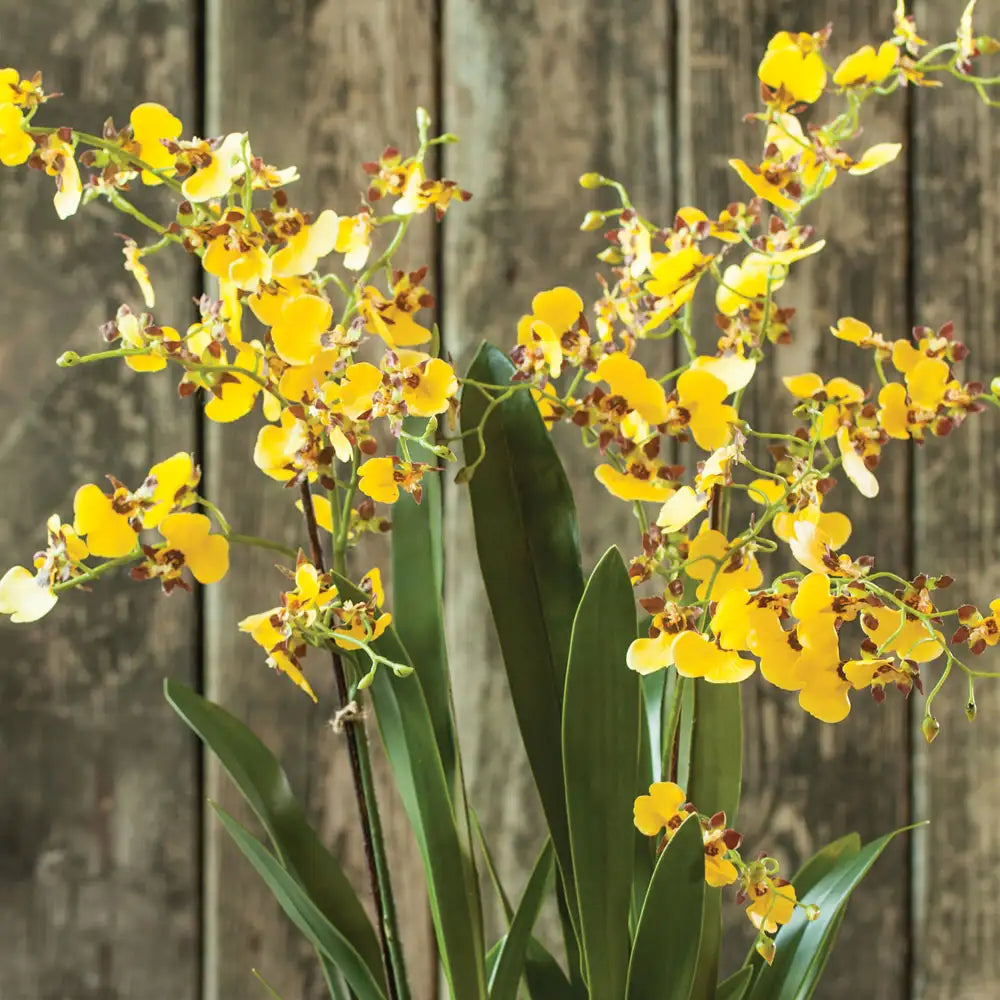 DANCING ORCHID DROP-IN 32" - view 3