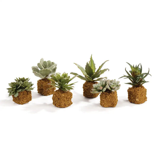 SUCCULENT DROP INS 5.5", SET OF 6