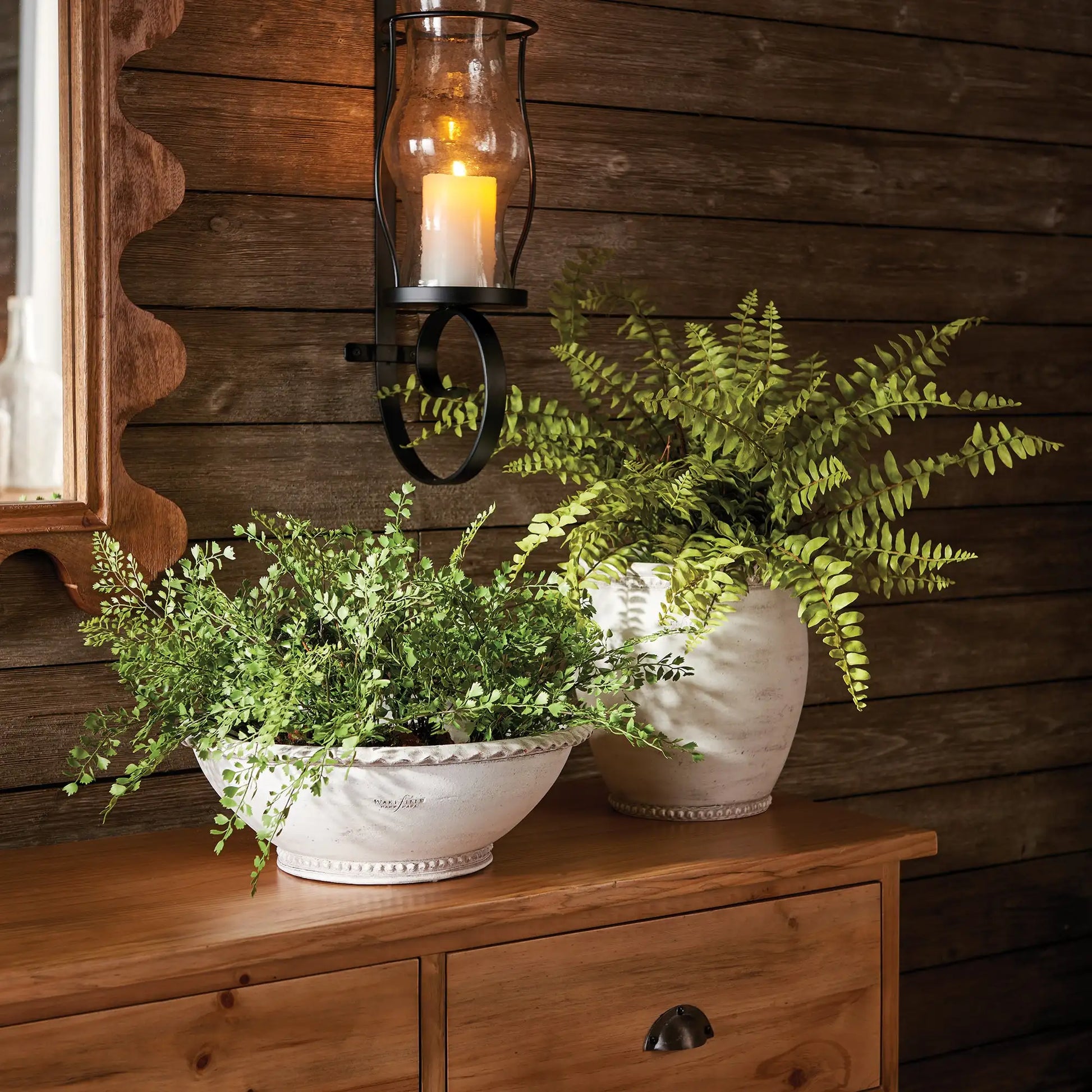 BOSTON FERN DROP-IN 12" - view 3