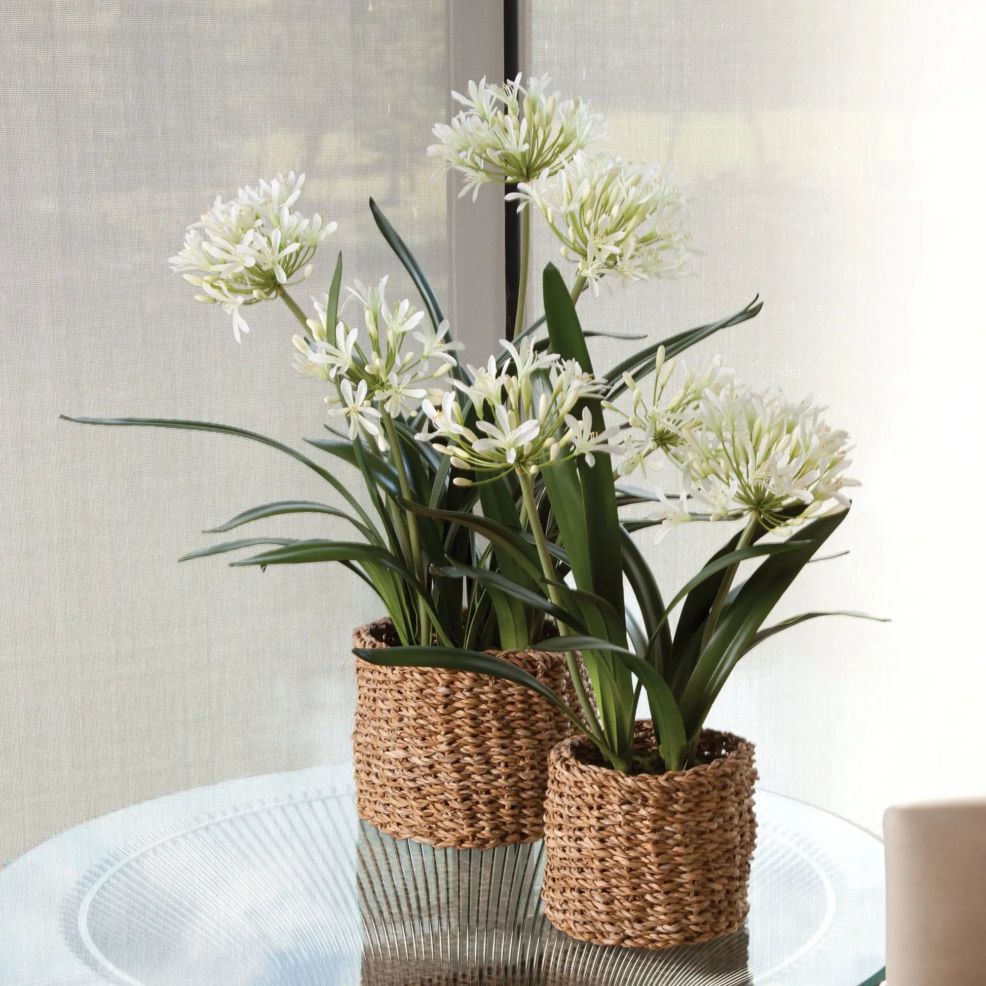 AGAPANTHUS DROP-IN 29" - view 2