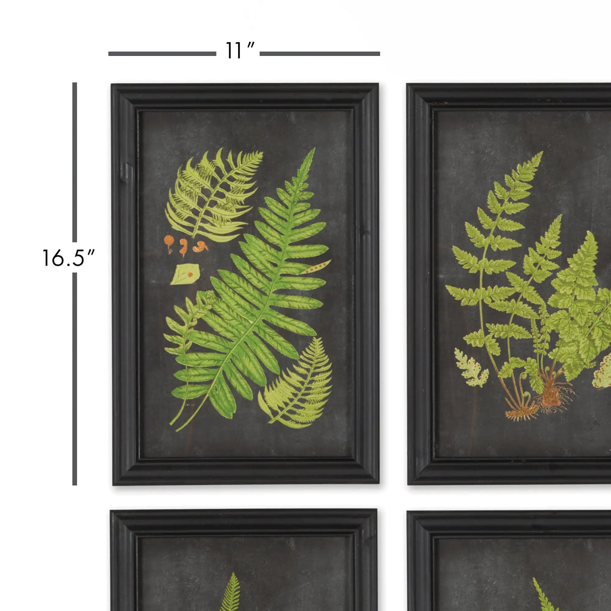 FRAMED FERN BOTANICAL PRINTS, SET OF 9 - view 2