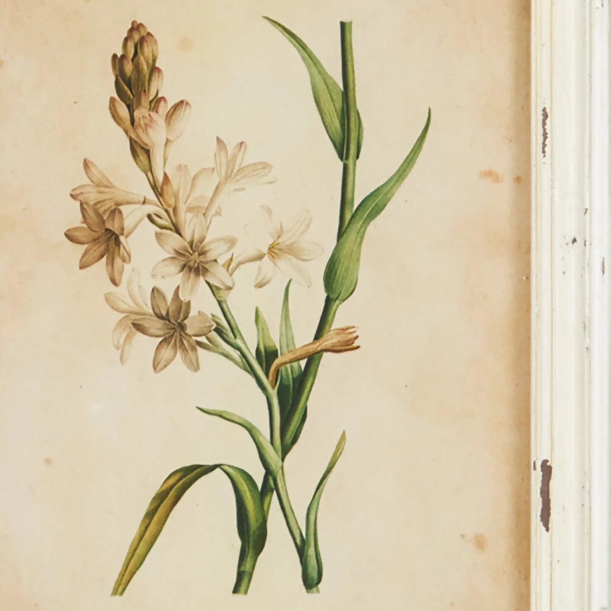 FRAMED WILD FLOWER BOTANICAL PRINTS, SET OF 12 - view 6