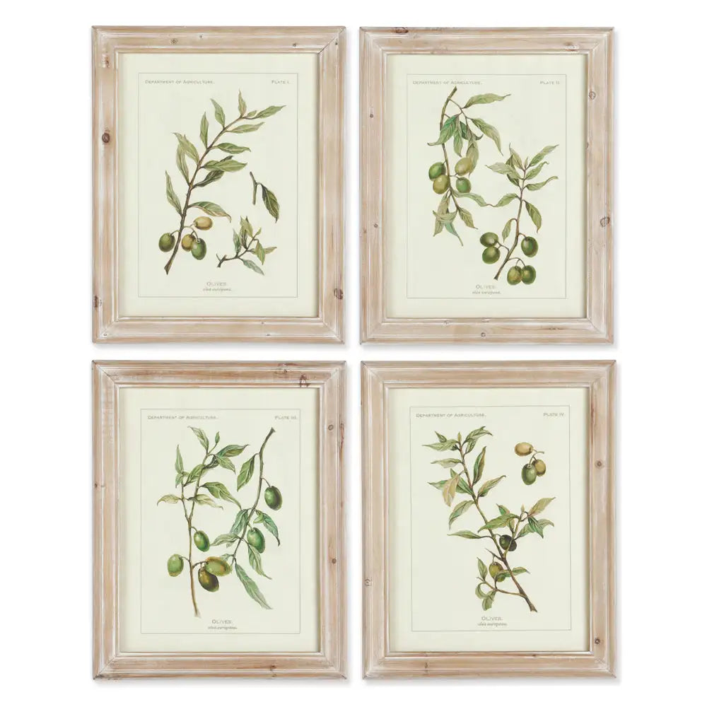 FRAMED OLIVE LEAF BOTANICAL PRINTS, SET OF 4