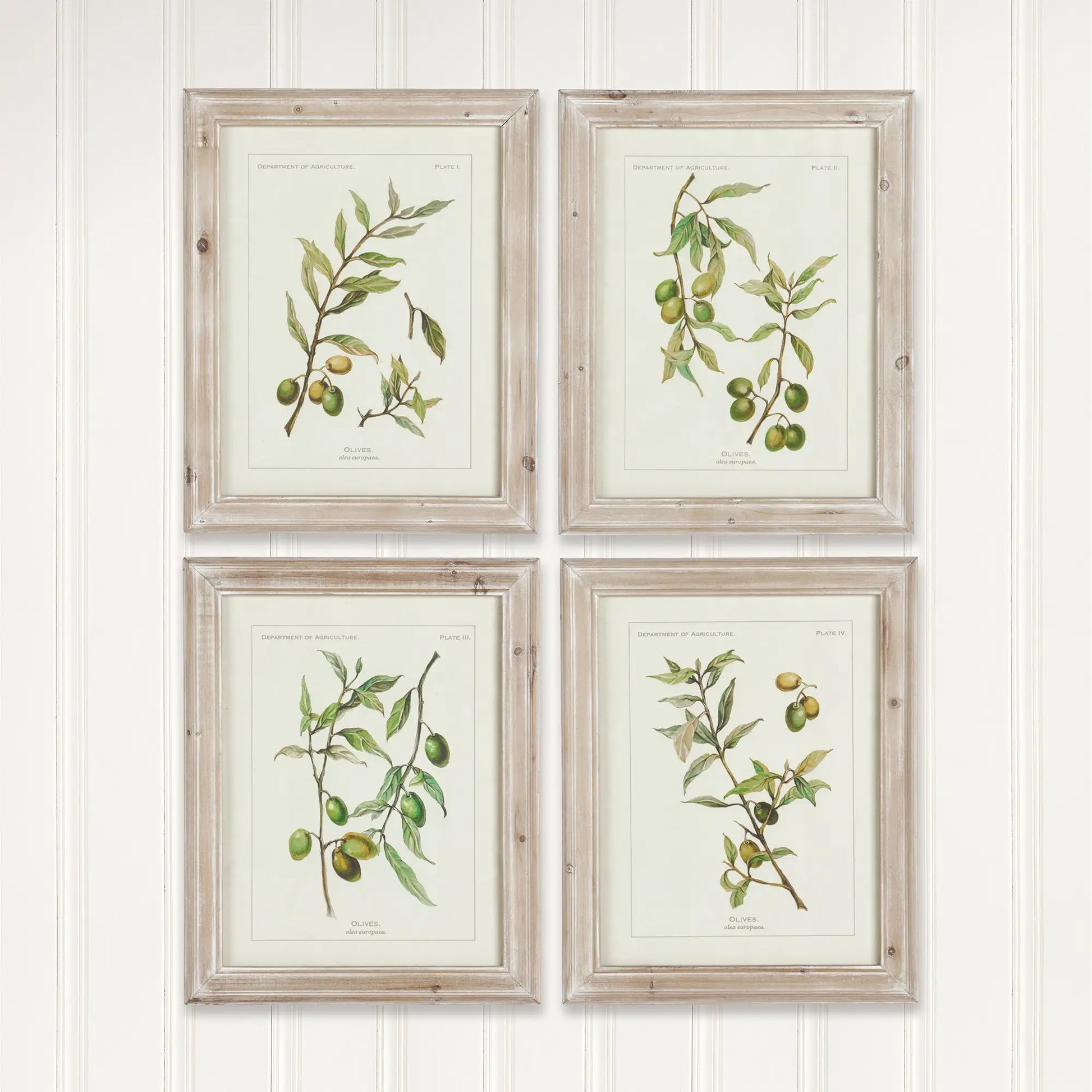 FRAMED OLIVE LEAF BOTANICAL PRINTS, SET OF 4 - view 3