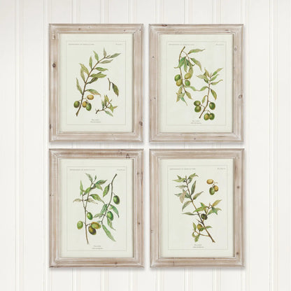 FRAMED OLIVE LEAF BOTANICAL PRINTS, SET OF 4 - view 3