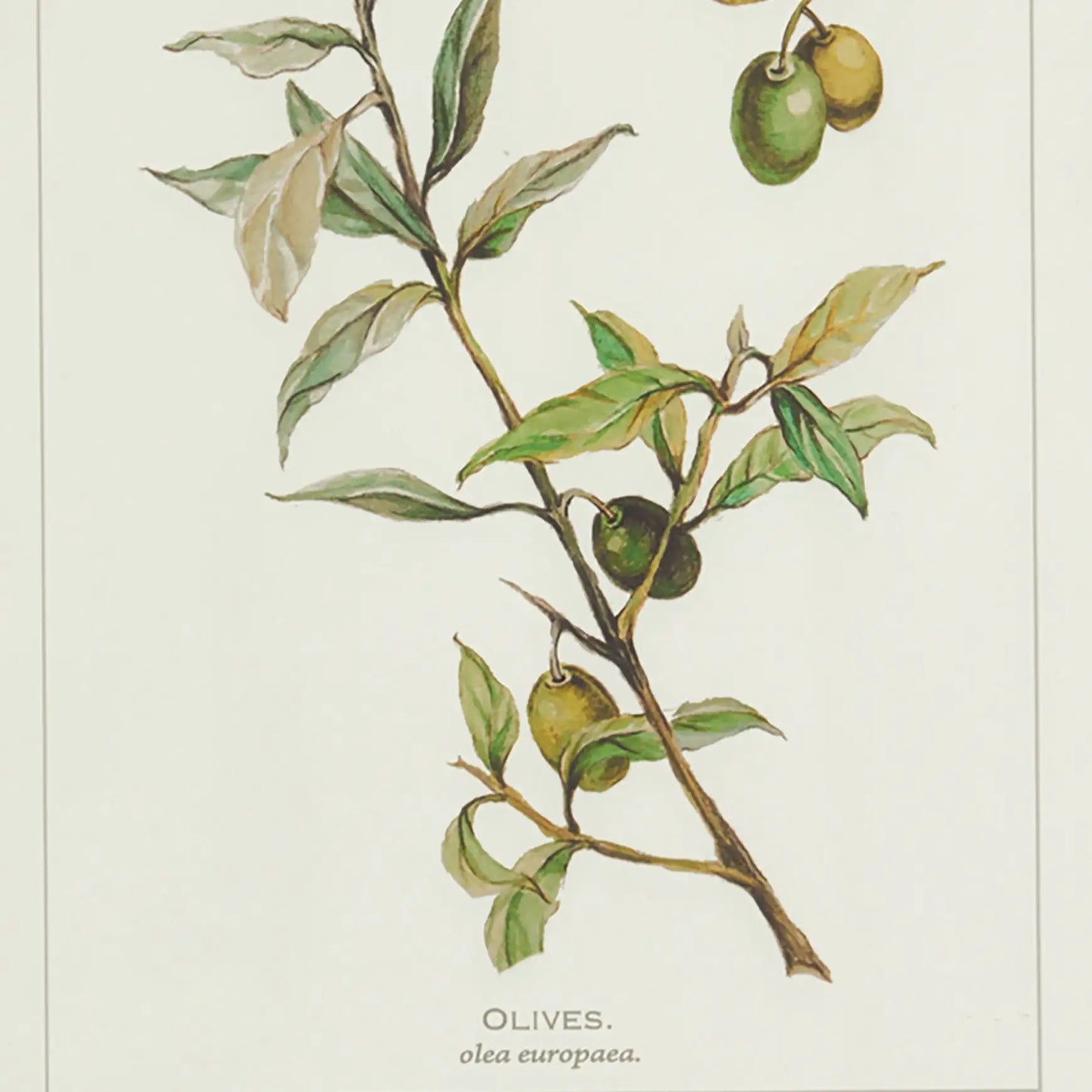 FRAMED OLIVE LEAF BOTANICAL PRINTS, SET OF 4 - view 5