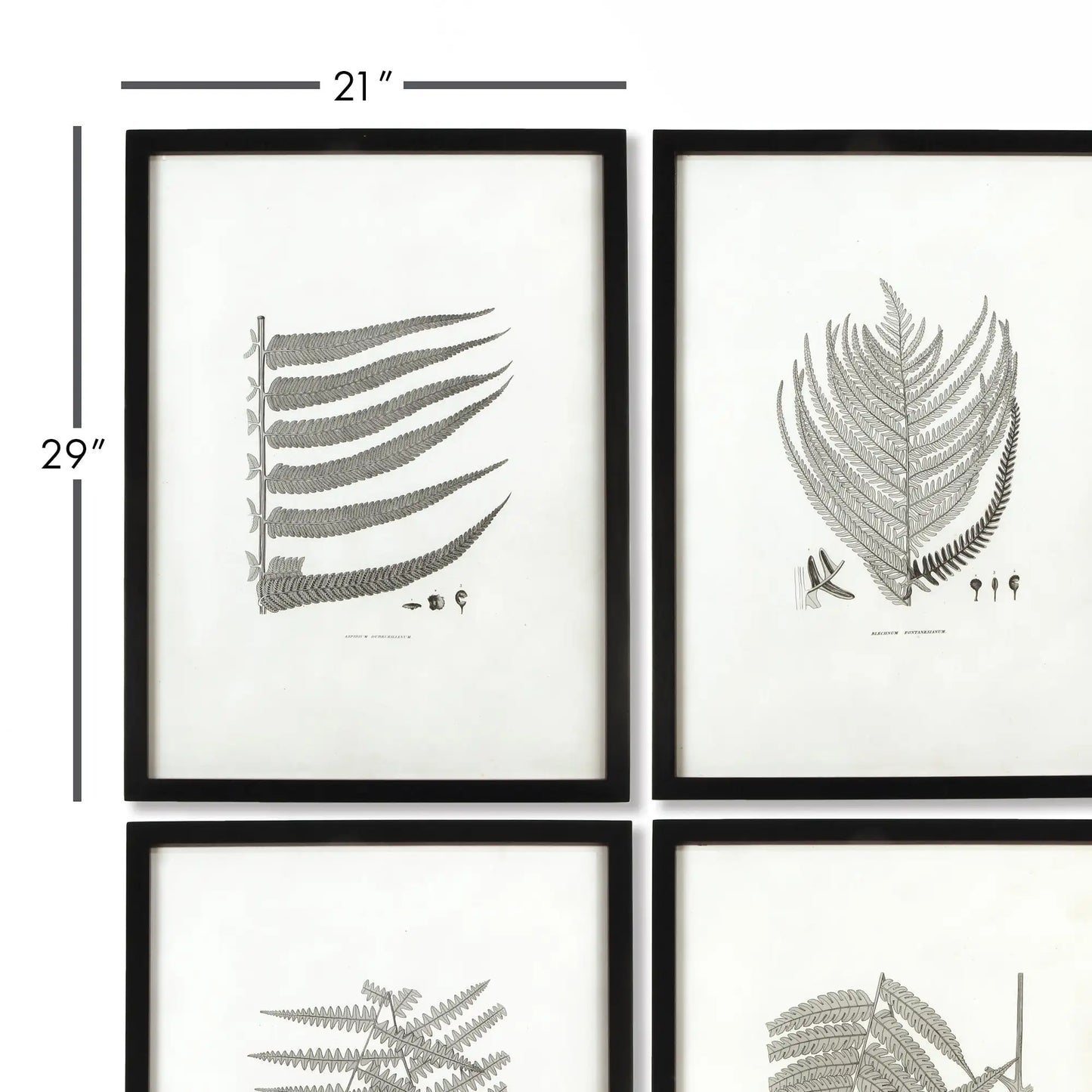 FRAMED GRAY-TONE FERN PRINTS, SET OF 6 - view 2