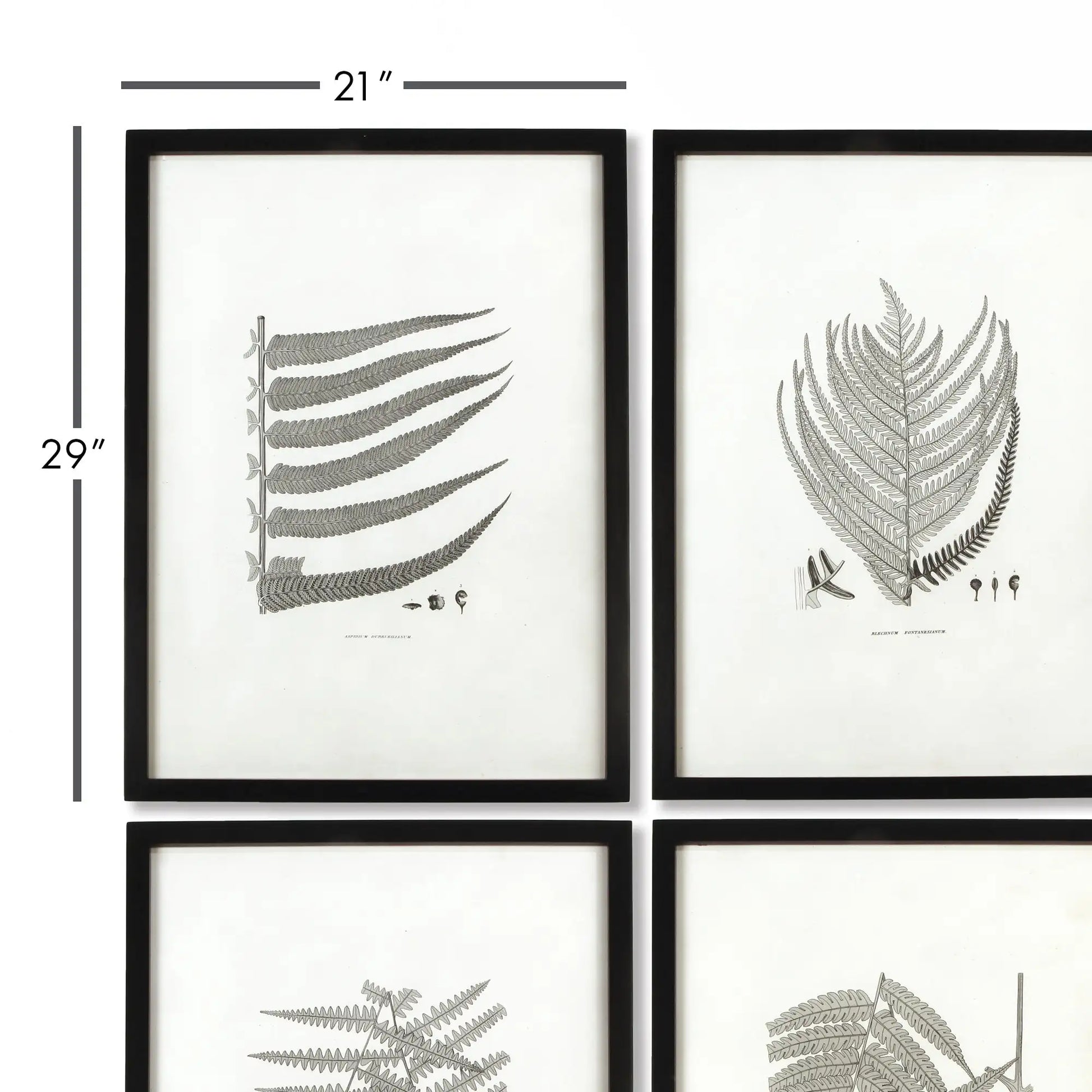 FRAMED GRAY-TONE FERN PRINTS, SET OF 6 - view 2