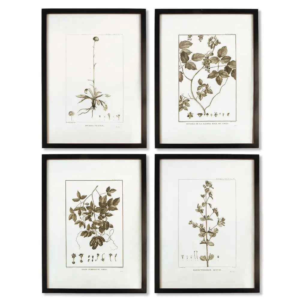 FRAMED SEPIA-TONE BOTANICAL PRINTS, SET OF 4