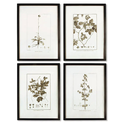 FRAMED SEPIA-TONE BOTANICAL PRINTS, SET OF 4