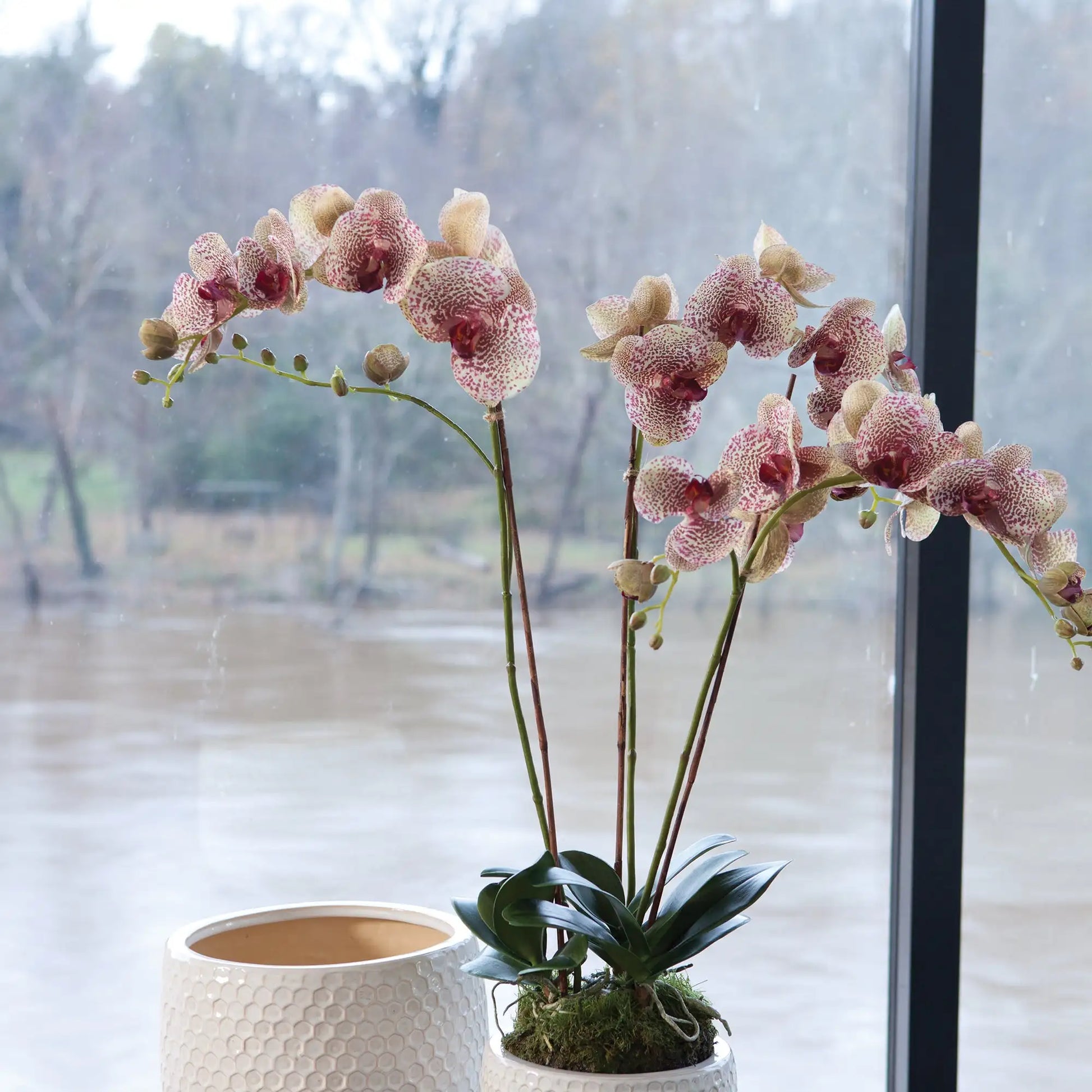 PHALAENOPSIS ORCHID DROP-IN 32" - view 2